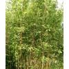 Bamboo Semia. makinoi