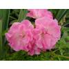 Rose Lady Banks' Rosea