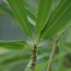 Bamboo Sino. tootsik Albovariegata