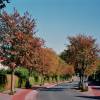 Whitebeam, Swedish