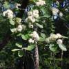 Whitebeam, Swedish