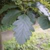 Whitebeam, Swedish