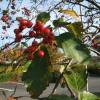 Whitebeam, Swedish