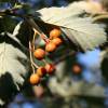 Whitebeam, Swedish