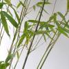 Bamboo Fargesia nitida 'Winter Joy'