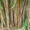 Bamboo Fargesia nitida 'Winter Joy'