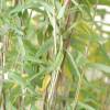 Bamboo Fargesia nitida 'Volcano'