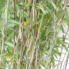 Bamboo Fargesia nitida 'Volcano'