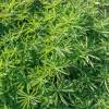 Lupin, White