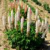 Lupin, White