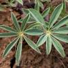 Lupin, White