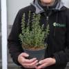 Germander