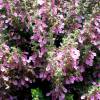 Germander