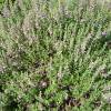 Germander