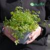 Chervil