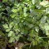 Chervil