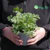 Wormwood, Common