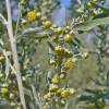 Wormwood, Common