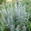 Wormwood, Common
