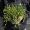 Summer Savory