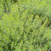 Summer Savory
