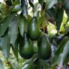 Avocado 'Ettinger'