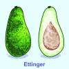 Avocado 'Ettinger'