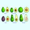 Avocado 'Ettinger'