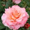 Rose Fox Trot