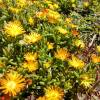 Ice plant, Yellow Carpet