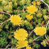 Ice plant, Yellow Carpet