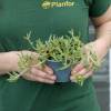 Ice plant, Yellow Carpet