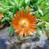 Ice plant, Orange Carpet