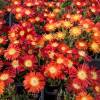 Ice plant, Orange Carpet