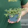 Ice plant, Orange Carpet