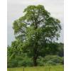 Elm, Field