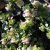 Oregano 'Kent Beauty'