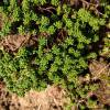 Stonecrop, White