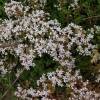 Stonecrop, White