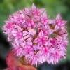 Stonecrop, October, Siebolds stonecrop