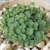 Stonecrop, October, Siebolds stonecrop