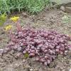 Stonecrop, Purple Broadleaf