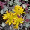Stonecrop, Purple Broadleaf