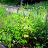 Hyssop, Anise