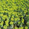 Spurge, Corsican