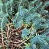 Spurge, Corsican