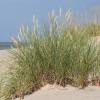 Marram Grass, European Beachgrass