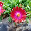 Ice plant, Red Carpet