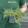 Ice plant, Red Carpet