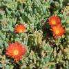 Ice plant, Bicolor Carpet